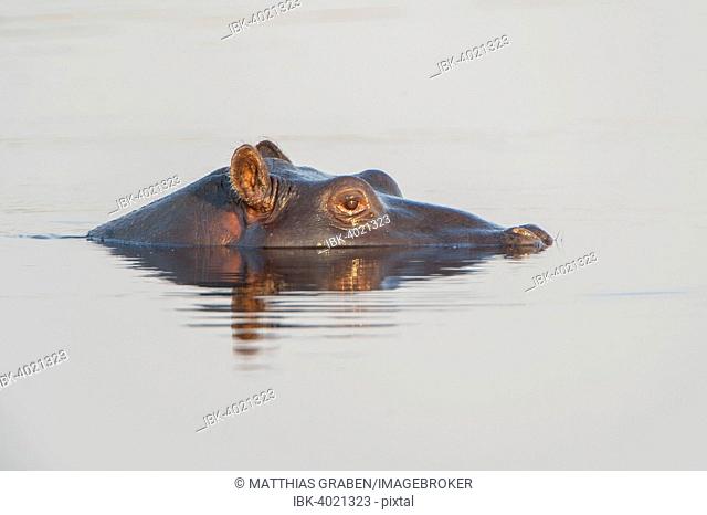 Hippopotamus (Hippopotamus amphibius), Mkuze Game Reserve, KwaZulu-Natal, South Africa