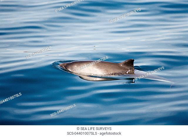 Harbour porpoise Phocoena phocoena showing characteristic pigmentation on its flanks and triangular dorsal fin Hebrides, Scotland