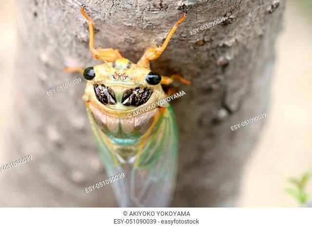 Macro image of a newly cicada molting process