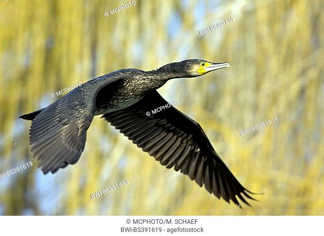 great cormorant (Phalacrocorax carbo), in flight, side view, USA, Florida, Everglades National Park
