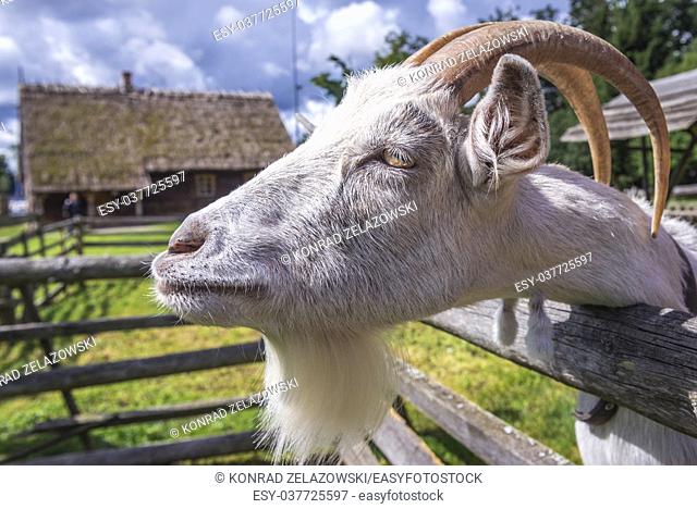 Goat in open air Museum of Folk Culture in Wegorzewo town, Warmian-Masurian Voivodeship of Poland