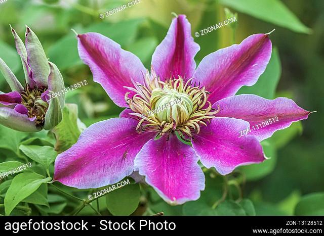 Clematis Flower (Ranunculaceae) UK