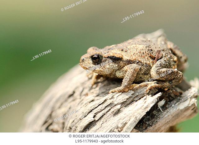 Young common Toad Bufo bufo, Spain