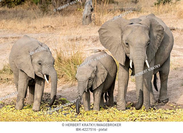 Group of African elephants (Loxodonta africana), young animals drinking at a waterhole, South Luangwa National Park, Zambia