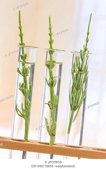 Medicinal plant Equisetum arvense Horsetail in test tubes