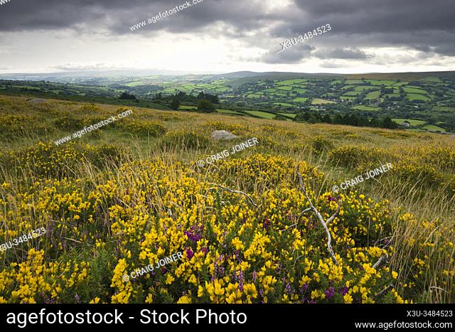 Gorse and heather on Bonehill Down in late summer in Dartmoor National Park, Devon, England