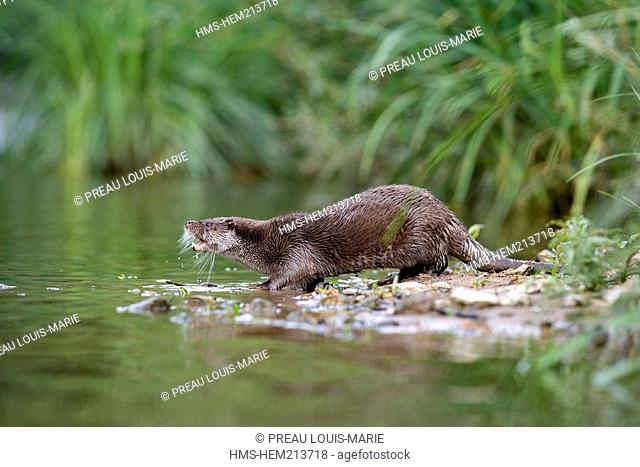 France, Correze, Limousin, plateau de Millevaches, European Otter Lutra lutra