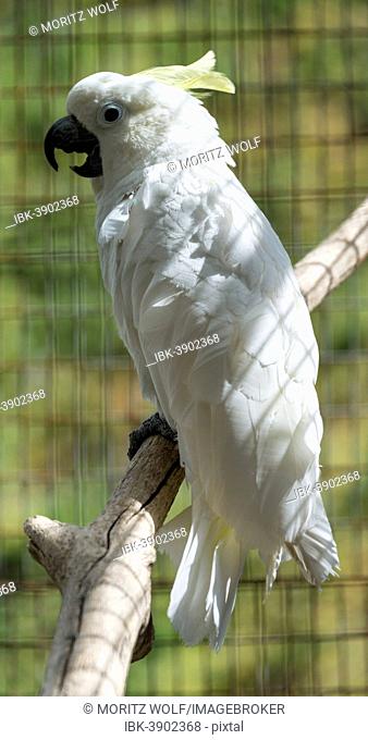 Sulphur-crested Cockatoo (Cacatua galerita), in a cage, captive
