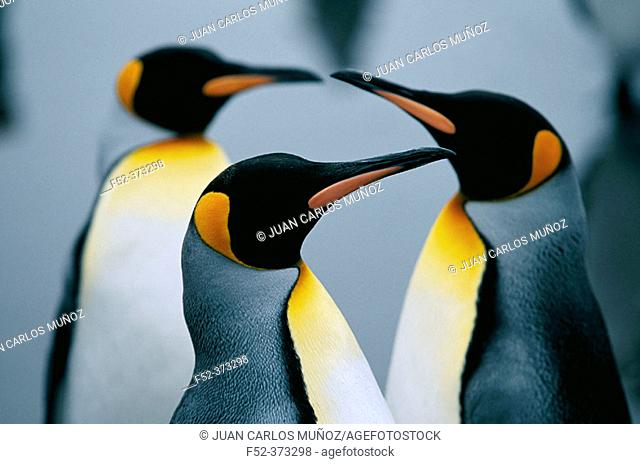 King Penguins (Aptenodytes patagonica). Island of South Georgia