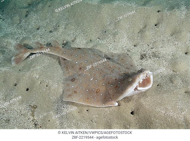 Eastern Angel Shark (Squatina albipunctata) in feeding and threat posture. Worlds first underwater photographs of this species. Australia Jervis Bay