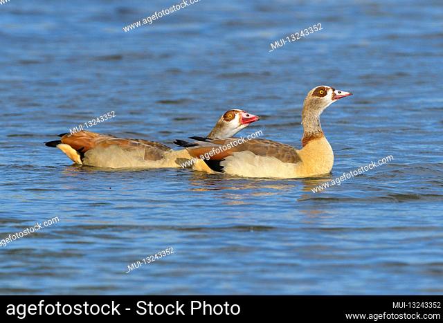 Egyptian Goose, Alopochen aegyptiacus, pair swimming