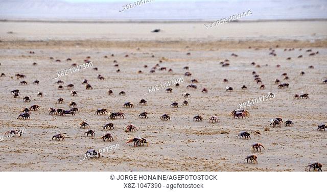 Crabs on the beach, Oued Ed-Dahab-Lagouira Region, Dakhla, Western Sahara