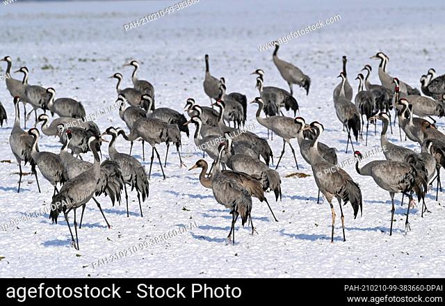 10 February 2021, Brandenburg, Neuhardenberg: Cranes (Grus grus) stand on a white field covered by snow. The wide fields and meadows in the east of Brandenburg...