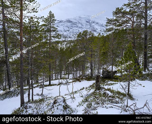 Landscape in Anderdalen NP. The island Senja during winter in the north of Norway. Europe, Norway, Senja, March