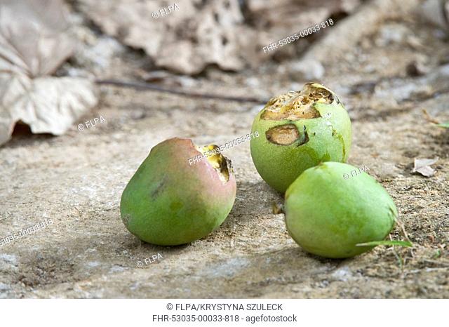 Mango Mangifera indica fruit damaged and brought down by Saint Lucia Parrot Amazona versicolor feeding, Millet Nature Trail, St Lucia, Windward Islands