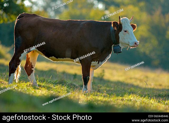 Cow in a pasture in France., Jura, Doubs