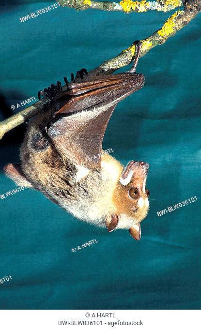 striped-faced fruit bat Styloctenium wallacei, hanging down, Indonesia