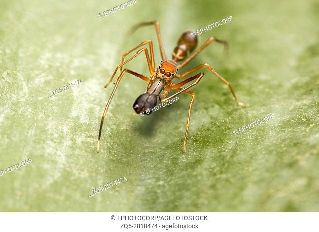 Ant mimicking spider, Myrmarachne plataleoides, Bangalore, Karnataka. Mimics the Kerengga or weaver ant . India, Sri Lanka