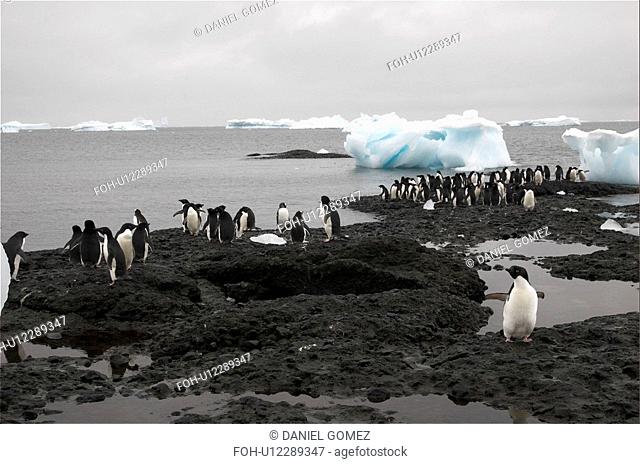 Adelie penguins Pygoscelis adeliae resting on the shores just next to their colony, Brown Bluff, Antarctic Peninsula
