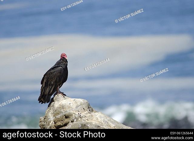 Turkey vulture (Cathartes aura). Las Cuevas. Arica. Arica y Parinacota Region. Chile