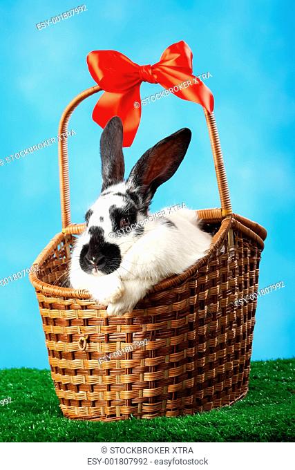 Image of cute spotty rabbit in basket on green grass over blue background