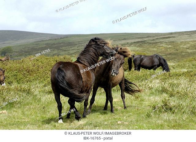 Dartmoor Ponies fighting Dartmoor National Park Devon England