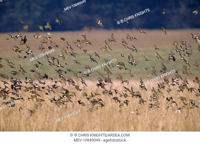Brambling - flock (Fringilla montifringilla)