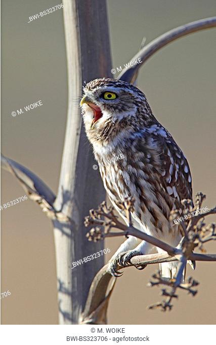 little owl (Athene noctua), sitting on an agave branch, yawning, Spain, Andalusia, Cabo De Gata National Park