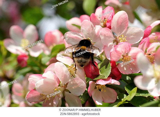 Malus floribunda, Japanischer Wildapfel, Japanese flowering crabapple mit Hummel