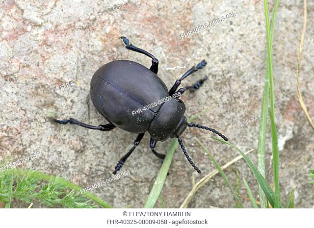 Bloody-nosed Beetle Timarcha tenebricosa adult, on rock, Porton Down, Wiltshire, England, spring