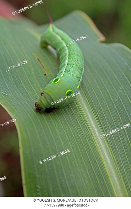 Close-up of a Tiger Swallowtail, Papilio glaucus Caterpillar on a leaf, India