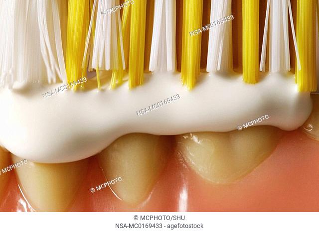 artificial dentures with toothbrush