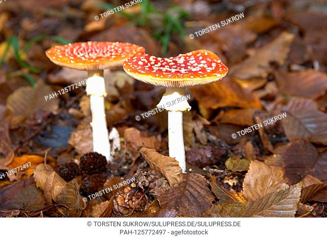 20.10.2019, two toadstools (Amanita muscaria), a poisonous mushroom, from the family of the buttercup relatives. Class: Agaricomycetes