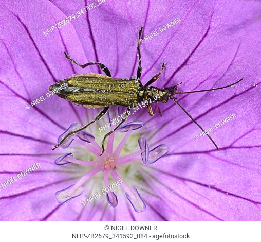 Close-up of a female Swollen-thighed beetle (Oedemera nobilis) resting on a pink flower in dry meadow habitat in Croatia Europe in summer