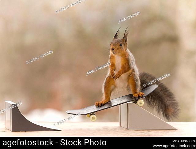red squirrel is on a Skateboard in the air