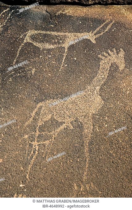 Rock engravings, Twyfelfontain, National Monument, Kunene District, Namibia, Twyfelfontein, Kunene District, Namibia