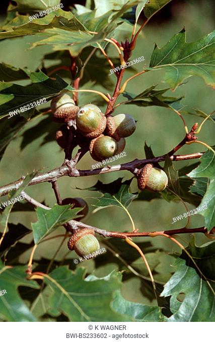northern red oak Quercus rubra, branch with acorns