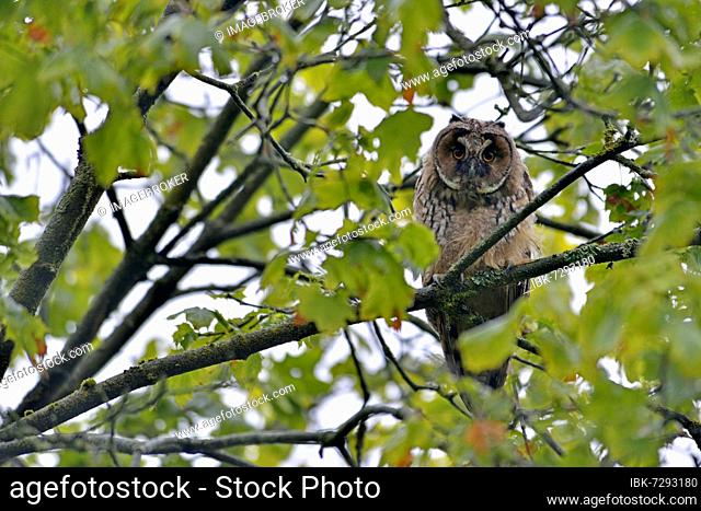 Long-eared owl (Asio otus), Emsland, Lower Saxony, Germany, Europe