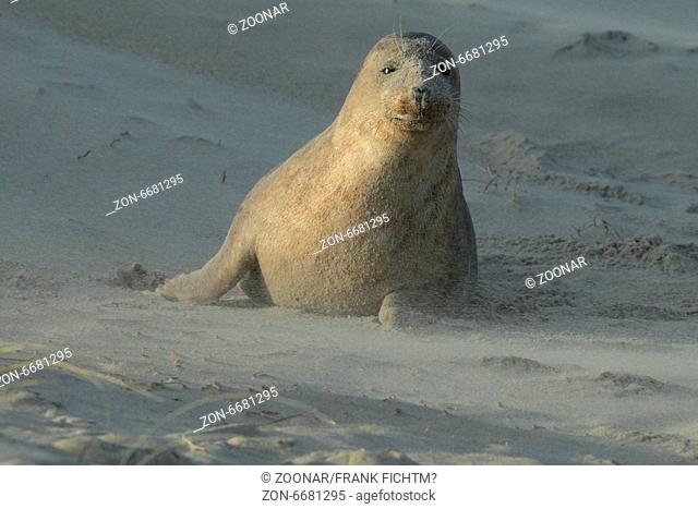 Gray Seal Helgoland Germany