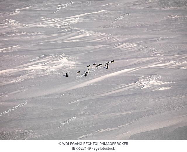 Emporer Penguins (Aptenodytes forsteri) walking over sea ice off the coast of Franklin Island, Antarctica