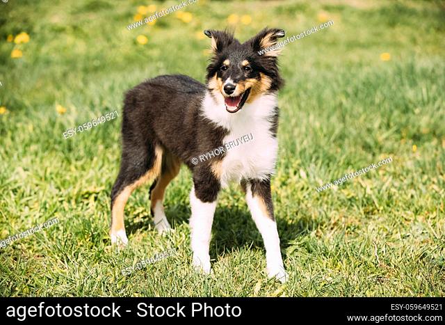 Young Happy Smiling Shetland Sheepdog Sheltie Puppy Playing Outdoor In Green Spring Meadow Grass