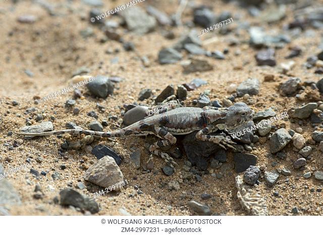 A Sunwatcher toad-head agama (Phrynocephalus helioscopus) at the Hongoryn Els sand dunes in the Gobi Desert in southern Mongolia