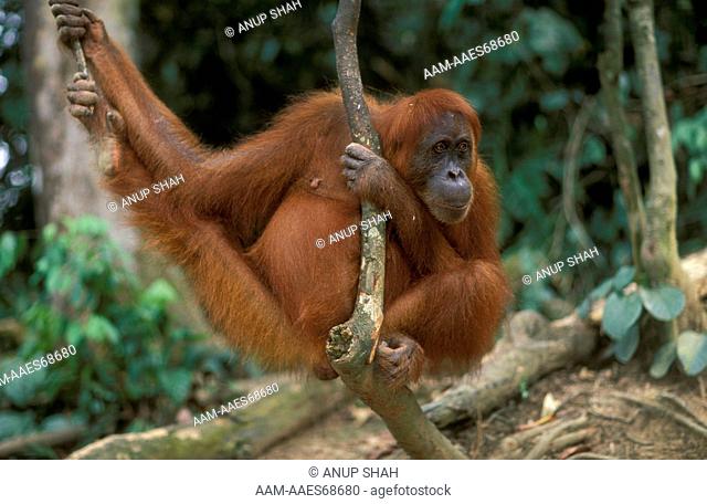 Orangutan (Pongo pygmaeus) Gunung Leuser NP, Indonesia