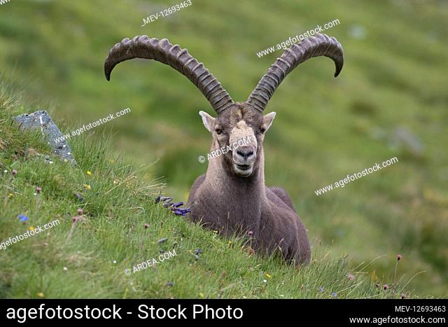 Alpine Ibex - adult male portrait - National Park Hohe Tauern, Austria
