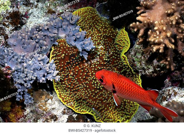 Pinecone soldierfish, Crimson soldierfish, White-edge soldierfish (Myripristis murdjan, Myripristis axillares), at coral reef, Egypt, Red Sea, Hurghada