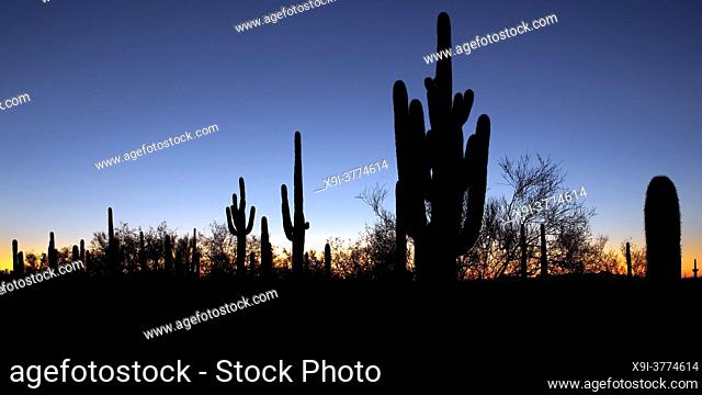 Panoramic of saguaro cacti at sunset in Saguaro National Park, Arizona
