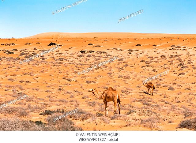 Dromedaries in Wahiba sands desert, Oman