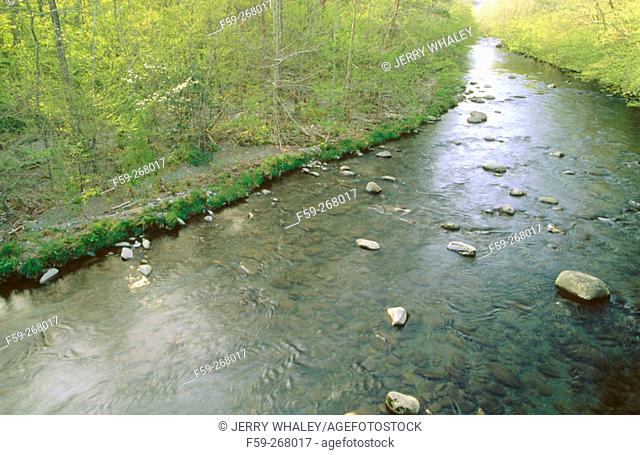 Spring foliage. Little Pigeon river. Great Smoky Mountains National Park. Tennessee. USA