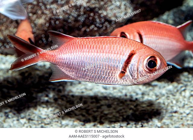 Blackbar Soldierfish, Myripristis jacobus, fish, Caribbean