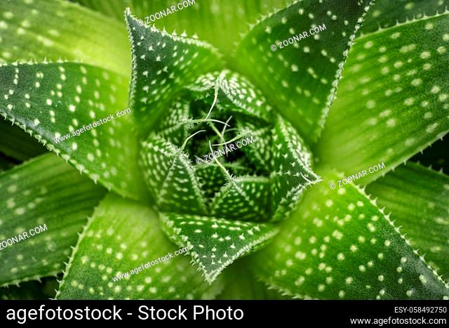 green aloe plant abstract - top cloesup view